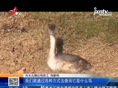 九江湖口：“怪鸟”掉入单位停车场 什么来头？