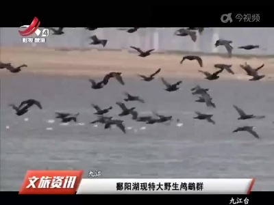 鄱阳湖现特大野生鸬鹚群