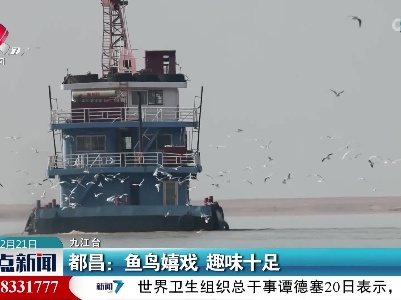 都昌：鱼鸟嬉戏 趣味十足