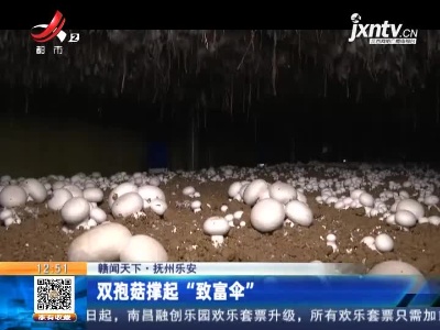 【赣闻天下】抚州乐安：双孢菇撑起“致富伞”