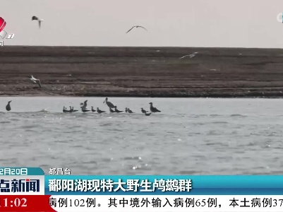 鄱阳湖现特大野生鸬鹚群