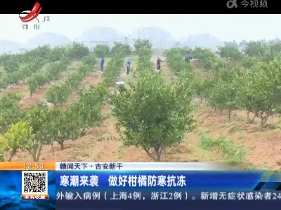 【赣闻天下】吉安新干：寒潮来袭 做好柑橘防寒抗冻