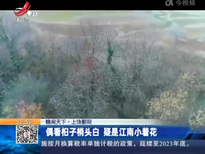 【赣闻天下】上饶鄱阳：偶看桕子稍头白 疑是江南小看花