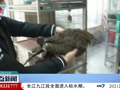 陕西岚皋发现野生凤头蜂鹰
