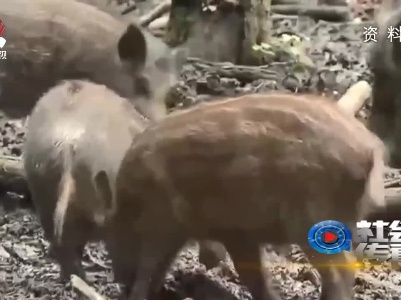 社会传真20211204 野猪频繁闯祸，怎么治？