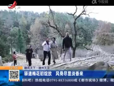 【赣闻天下】赣州大余：驿道梅花初绽放 风骨尽显淡香来