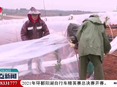 【压轴寒潮来袭】新余：为果树防寒抗冻 农技人员来了