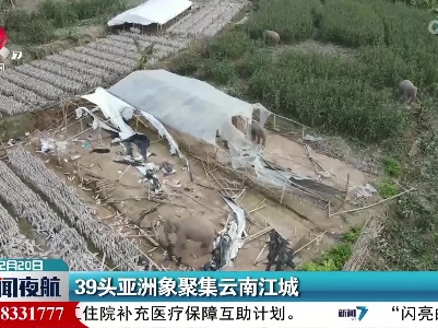 39头亚洲象聚集云南江城