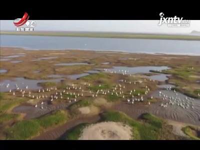 【第二届鄱阳湖国际观鸟周】观鸟来江西63.7万余只候鸟已抵达