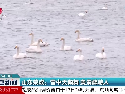 山东荣成：雪中天鹅舞 美景醉游人