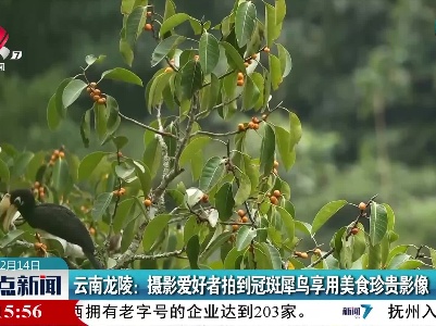 云南龙陵：摄影爱好者拍到冠斑犀鸟享用美食珍贵影像