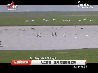 【第二届鄱阳湖国际观鸟周】九江都昌：湿地天鹅翩翩起舞