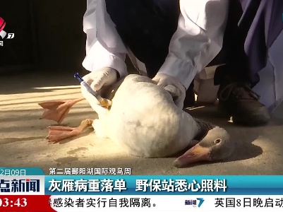 【第二届鄱阳湖国际观鸟周】灰雁病重落单 野保站悉心照料