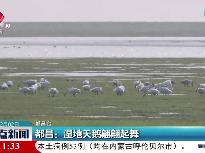 都昌：湿地天鹅翩翩起舞