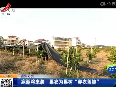 抚州东乡：寒潮将来袭 果农为果树“穿衣盖被”