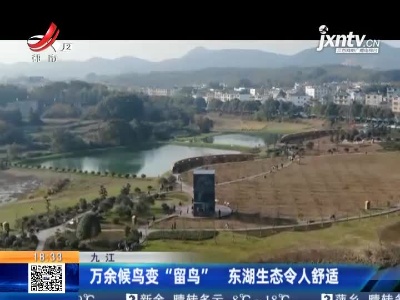 九江：万余候鸟变“留鸟” 东湖生态令人舒适