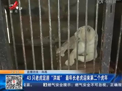 【直播连线】南昌：43只老虎定居“洪城” 最年长老虎迎来第二个虎年