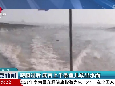 游艇过后 成百上千条鱼儿跃出水面