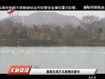 九江：都昌东湖万鸟群舞庆新年