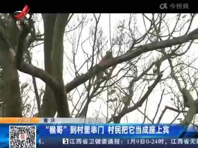 重庆：“猴哥”到村里串门 村民把它当成座上宾