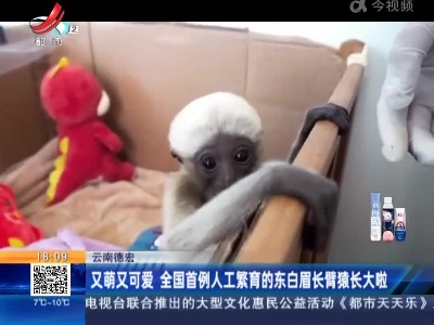 云南德宏：又萌又可爱 全国首例人工繁育的东白眉长臂猿长大啦