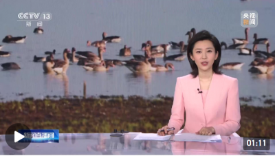 鄱阳湖 候鸟数量创新高 生物多样性持续恢复