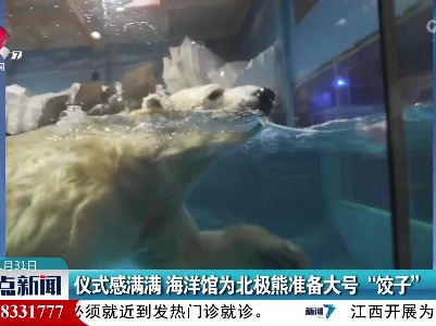 仪式感满满 海洋馆为北极熊准备大号“饺子”