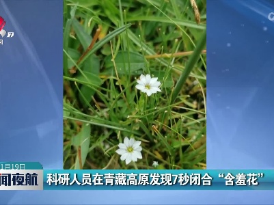 科研人员在青藏高原发现7秒闭合“含羞花”