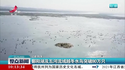 鄱阳湖及五河流域越冬水鸟突破80万只