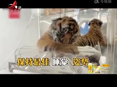 【分享高萌视频】华南虎双胞胎性格差异有多大