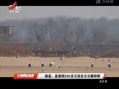 九江都昌：监测到200多只的东方白鹳种群