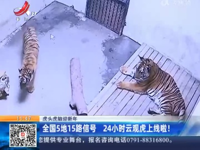 【虎头虎脑迎新年】全国5地15路信号 24小时云观虎上线啦！