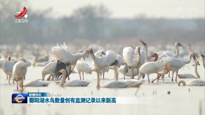 鄱阳湖水鸟数量创有监测记录以来新高