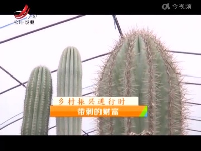 稻花香里20220119 乡村振兴进行时——带刺的财富