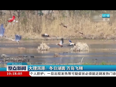 大理洱源：冬日湖面 万鸟飞翔