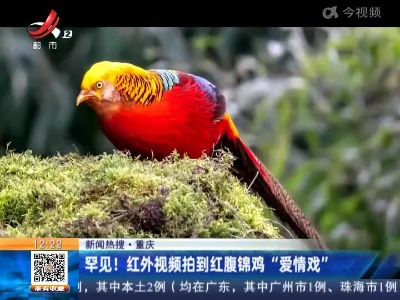 【新闻热搜】重庆：罕见！红外视频拍到红腹锦鸡”爱情戏”