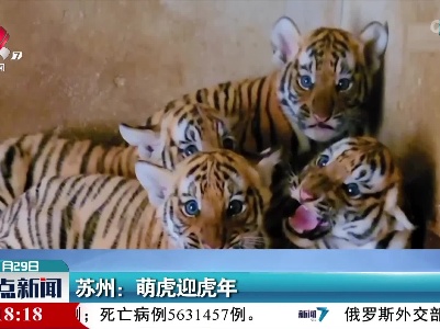 苏州：萌虎迎虎年