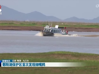 鄱阳湖保护区首次发现细嘴鸥