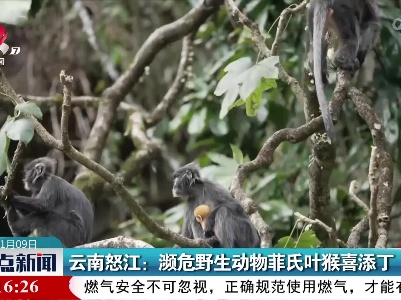 云南怒江：濒危野生动物菲氏叶猴喜添丁
