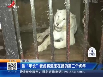 南昌：最“年长”老虎将迎来在昌的第二个虎年