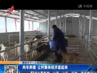 【赣闻天下】上饶万年：肉羊养殖 让村集体经济富起来