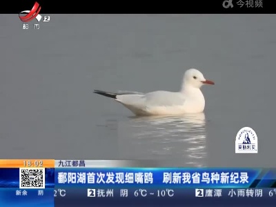 九江都昌：鄱阳湖首次发现细嘴鸥 刷新我省鸟种新纪录