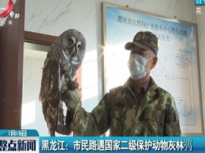 黑龙江：市民路遇国家二级保护动物灰林鸮