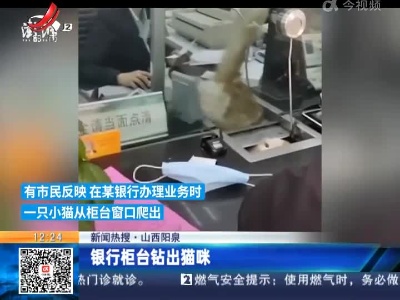 【新闻热搜】山西阳泉：银行柜台钻出猫咪