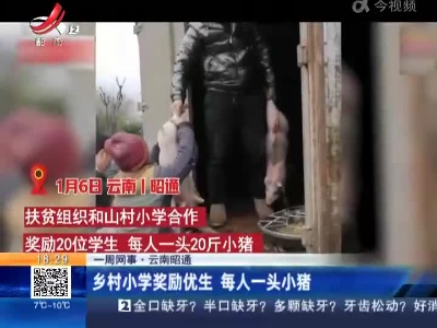 【一周网事】云南昭通：乡村小学奖励优生 每人一头小猪