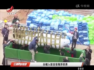 吉安：白鲸入驻吉安海洋世界