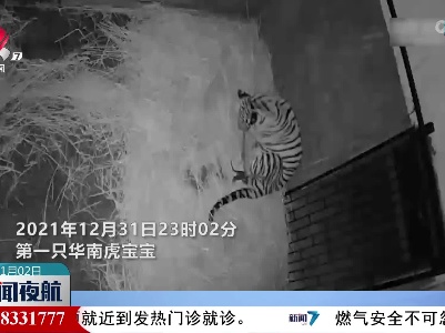 广东韶关跨年夜喜迎华南虎“双胞胎”