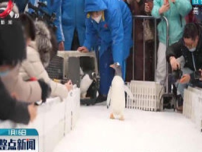 冰城企鹅“溜达”冰雪季