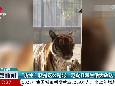 “虎生”就是这么精彩！老虎日常生活大放送