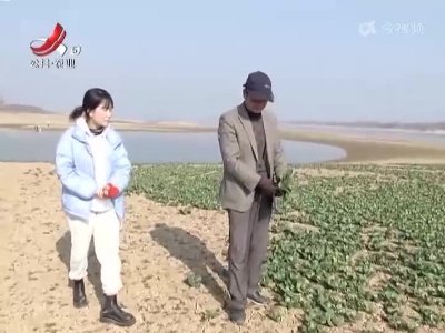 【帮忙面孔】菜农播种“小青菜” 邀请市民来采摘